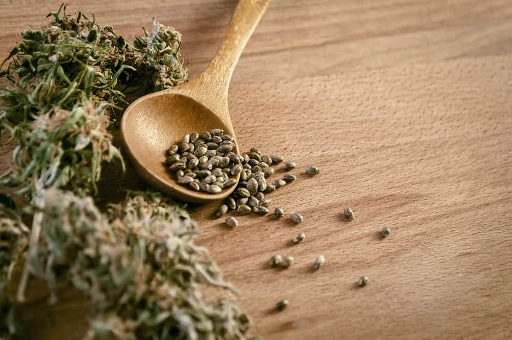 hemp seeds and hemp dry cones on a wooden table