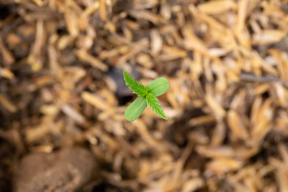 Cannabis seedlings that are sprouting in seed bags